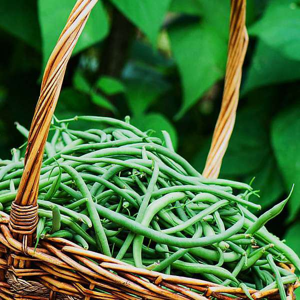 France Beans Hybrid Vegetable Seeds